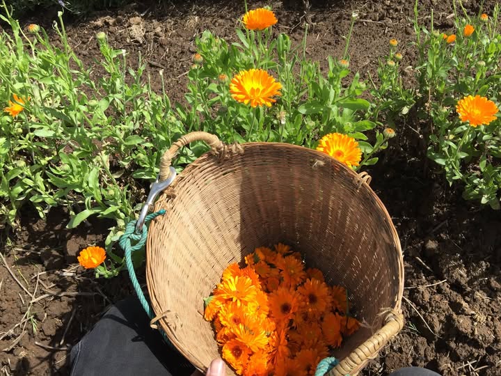 A wicker basket filled with bright orange marigold flowers sits on the ground. Surrounding the basket are marigold plants with green leaves and vibrant orange blossoms. The soil is dark and textured.